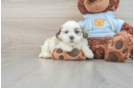 Teddy Bear Puppy for Adoption