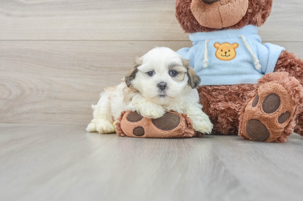 6 week old Teddy Bear Puppy For Sale - Premier Pups