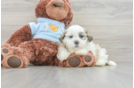 Teddy Bear Puppy for Adoption