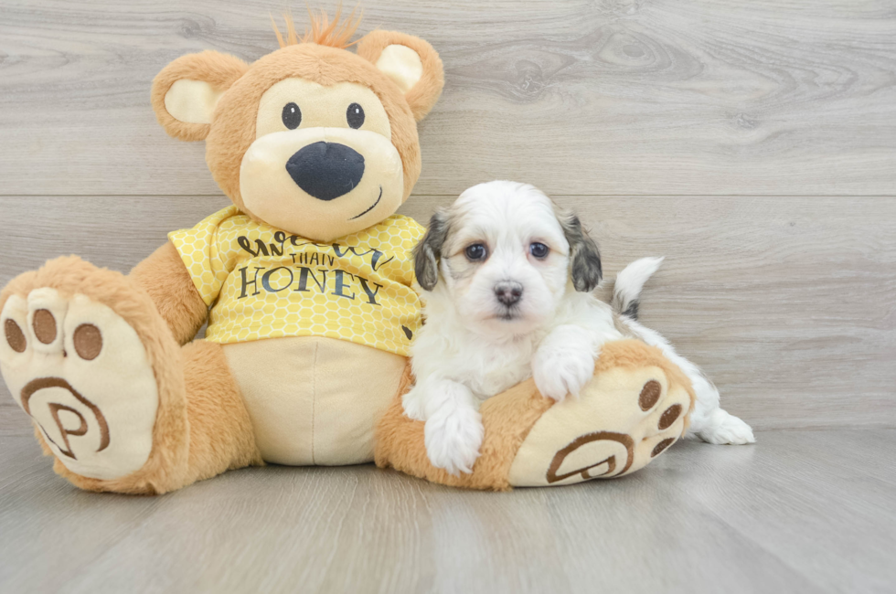 5 week old Teddy Bear Puppy For Sale - Premier Pups