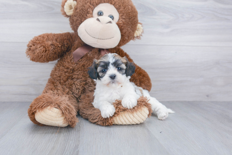 Energetic Shichon Designer Puppy