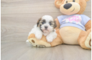 Friendly Teddy Bear Baby