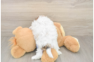 Teddy Bear Puppy for Adoption