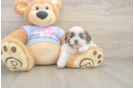 Friendly Teddy Bear Baby