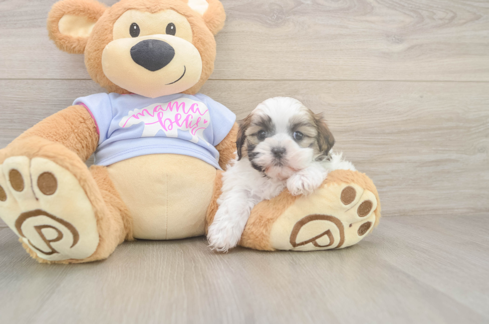 5 week old Teddy Bear Puppy For Sale - Premier Pups