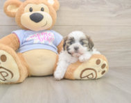 6 week old Teddy Bear Puppy For Sale - Premier Pups 6 week old Teddy Bear Puppy For Sale - Premier Pups