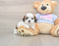 8 week old Teddy Bear Puppy For Sale - Premier Pups