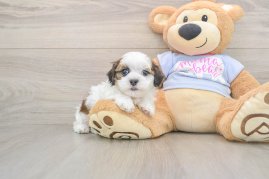 Teddy Bear Pup Being Cute