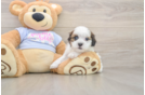 Hypoallergenic Shichon Designer Puppy