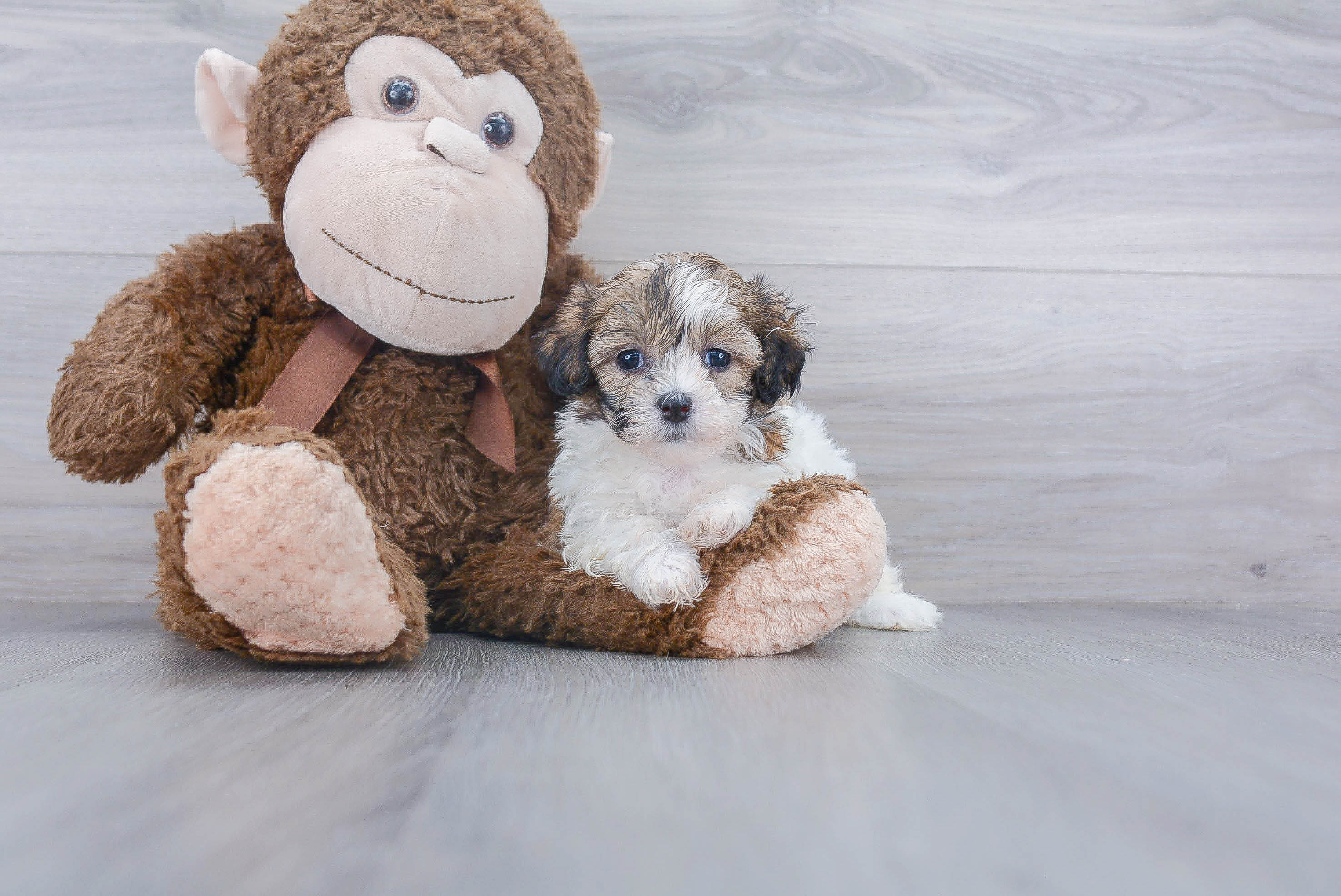 Teddy Bear Puppy for Adoption