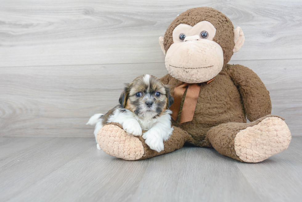 Popular Teddy Bear Designer Pup
