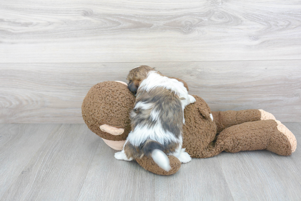 Happy Teddy Bear Baby