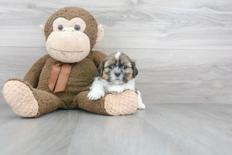 Best Teddy Bear Baby