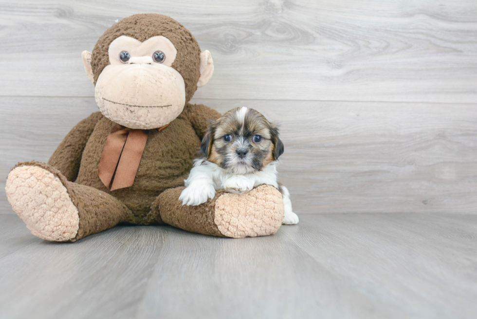 Best Teddy Bear Baby