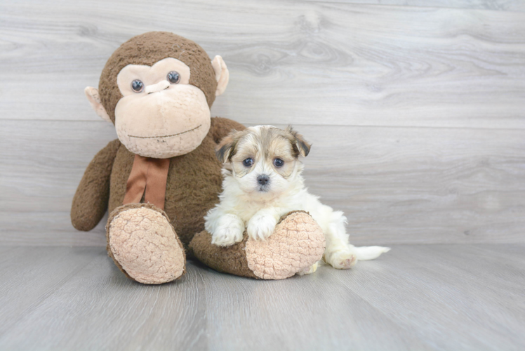 Funny Teddy Bear Designer Pup