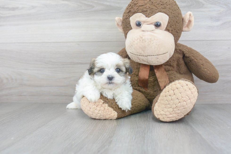 Teddy Bear Pup Being Cute