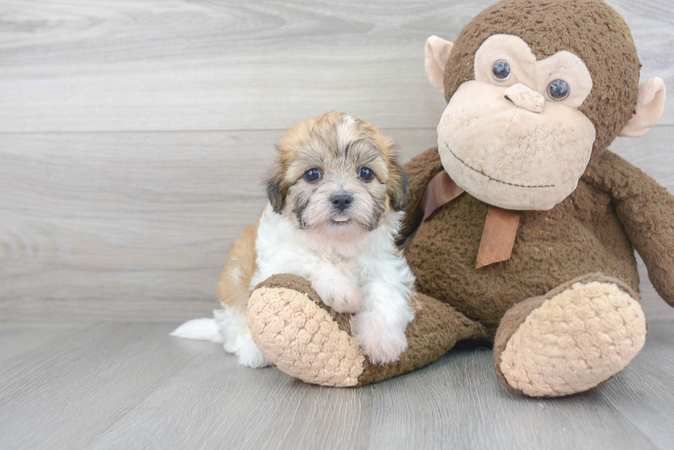 Popular Teddy Bear Designer Pup