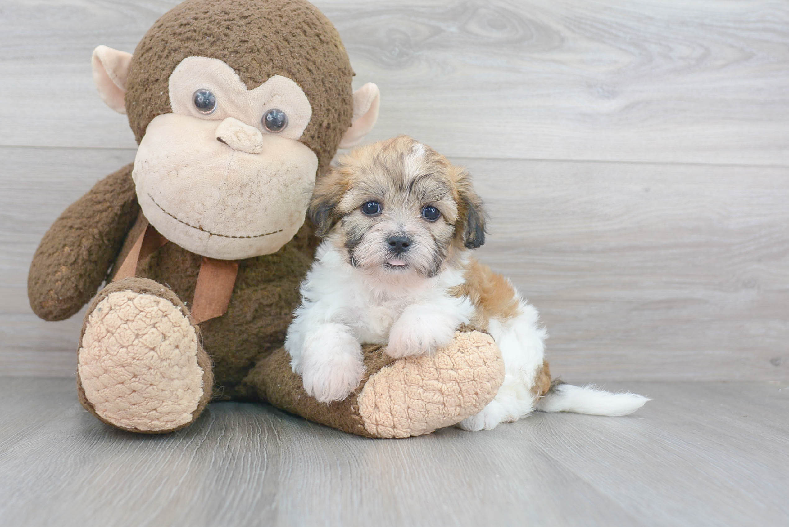 Energetic Shichon Designer Puppy