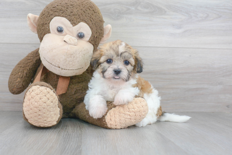 Energetic Shichon Designer Puppy