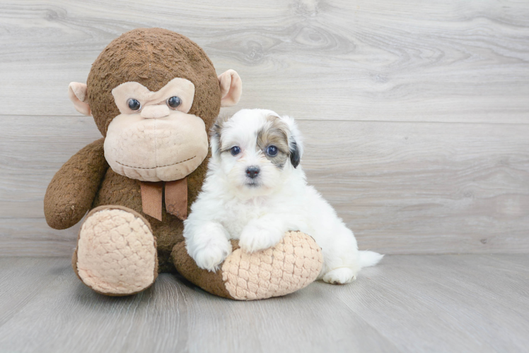 Teddy Bear Pup Being Cute