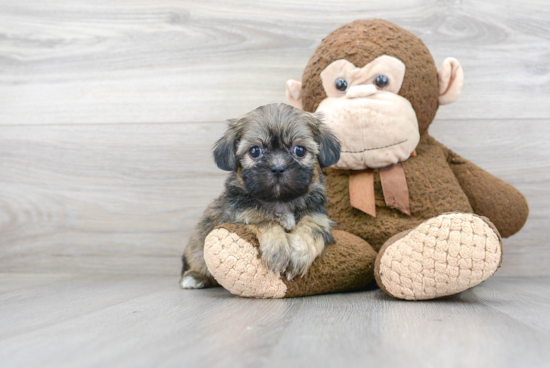 Popular Teddy Bear Designer Pup