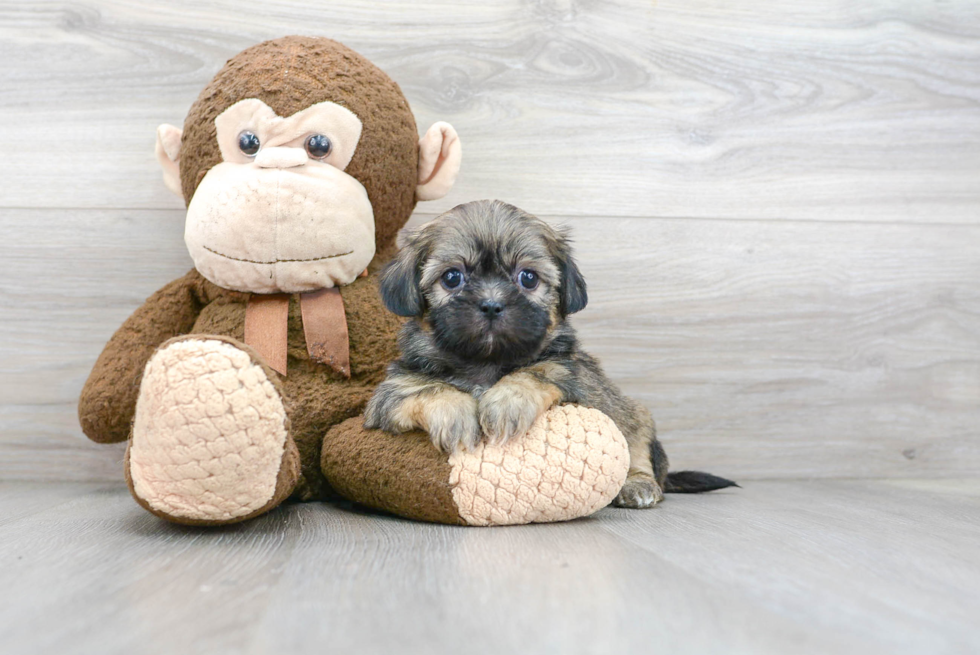 Fluffy Teddy Bear Designer Pup