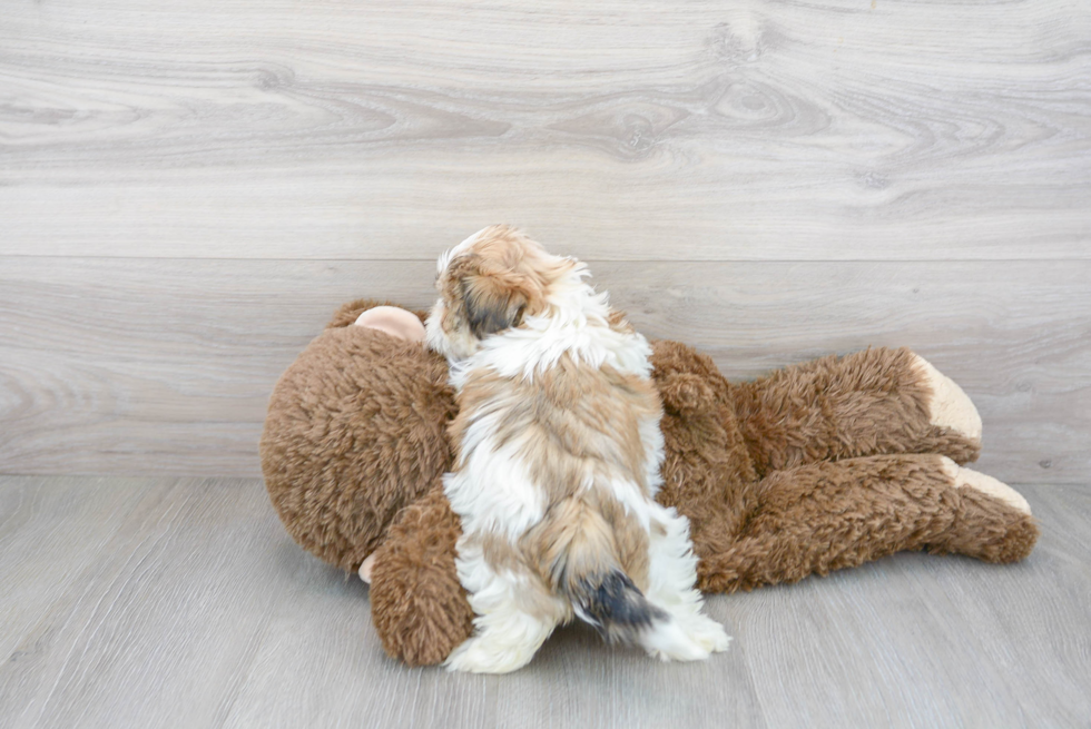 Teddy Bear Pup Being Cute