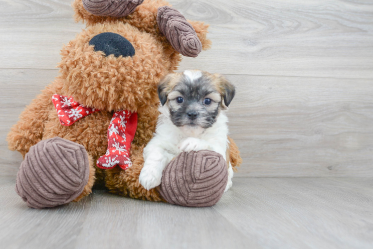 Friendly Teddy Bear Baby