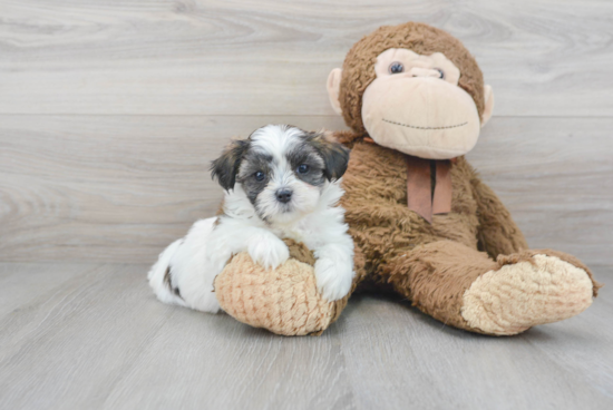 Fluffy Teddy Bear Designer Pup