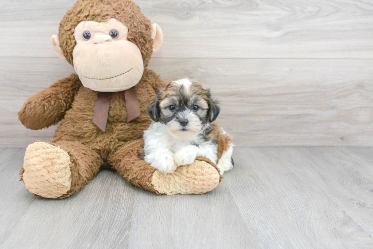 Teddy Bear Pup Being Cute