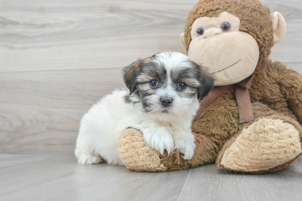 Happy Teddy Bear Baby