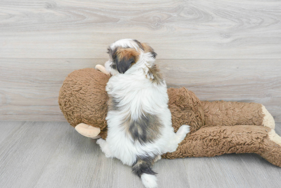 Teddy Bear Pup Being Cute