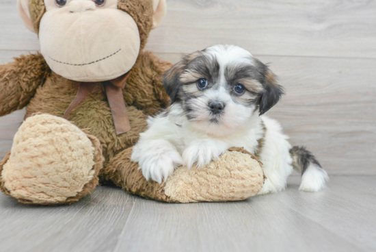 Friendly Teddy Bear Baby