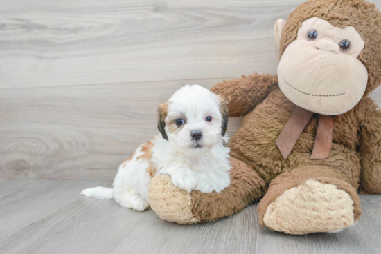 Teddy Bear Pup Being Cute