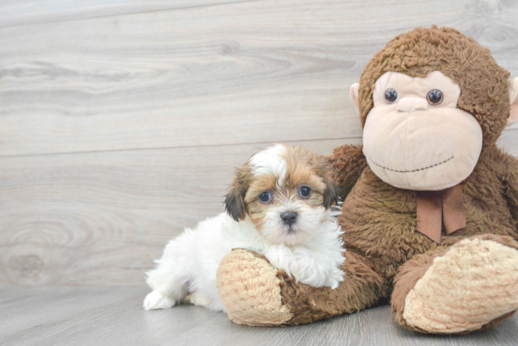 Teddy Bear Pup Being Cute