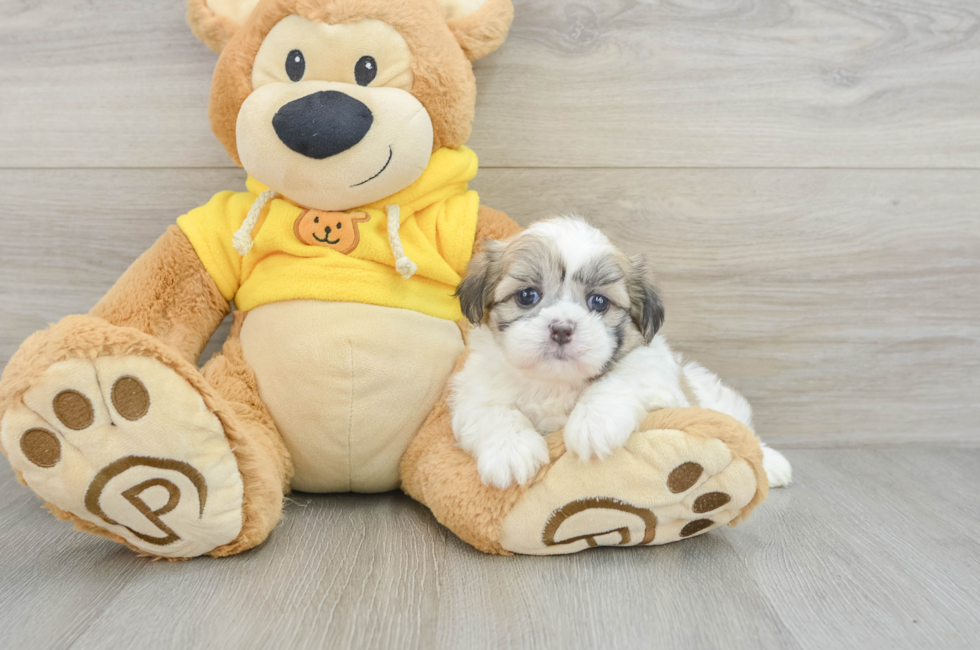 6 week old Teddy Bear Puppy For Sale - Premier Pups