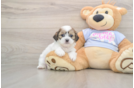Sweet Teddy Bear Baby