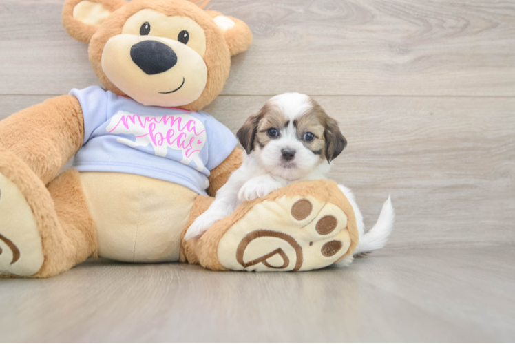 Teddy Bear Puppy for Adoption