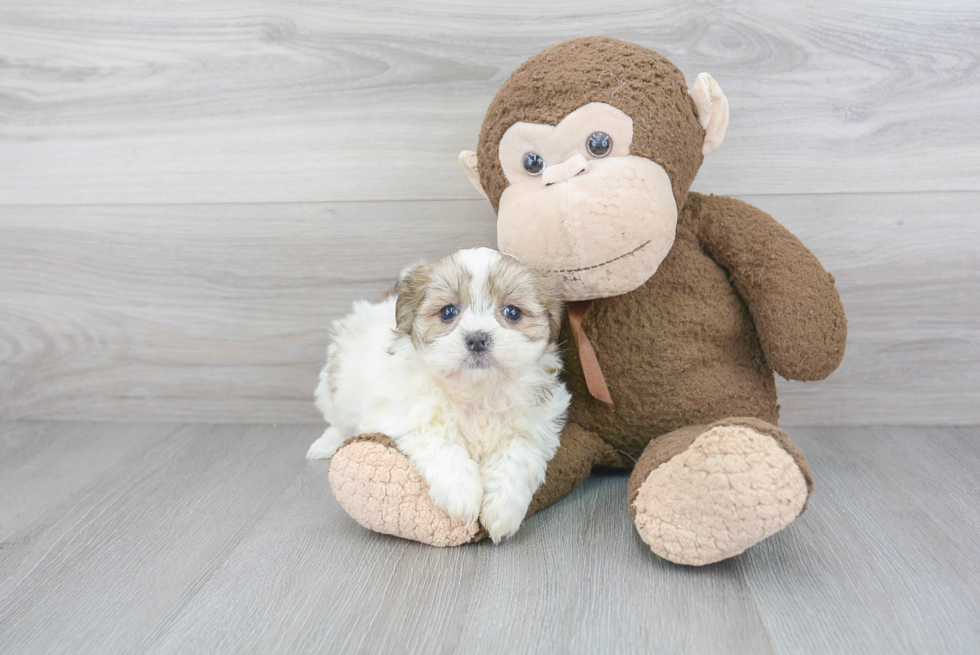 Teddy Bear Pup Being Cute