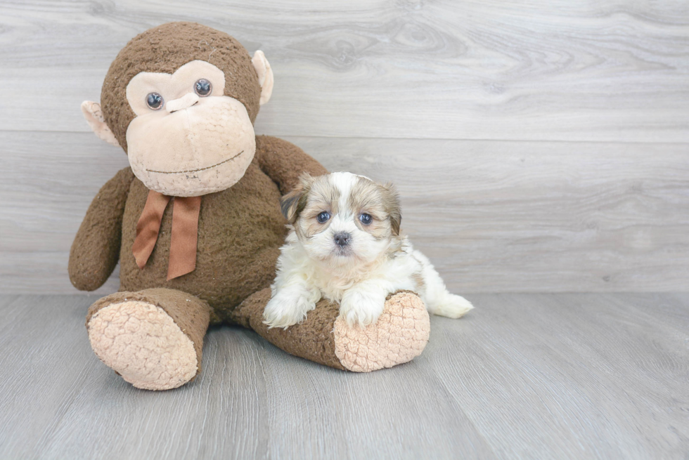 Smart Teddy Bear Designer Pup