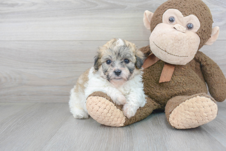 Cute Teddy Bear Baby