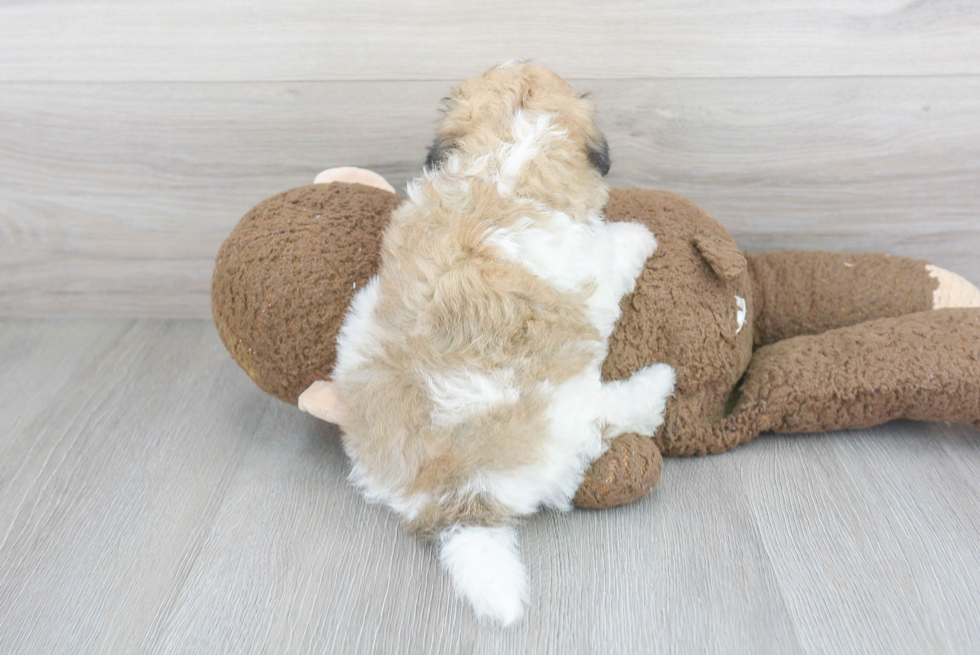 Best Teddy Bear Baby