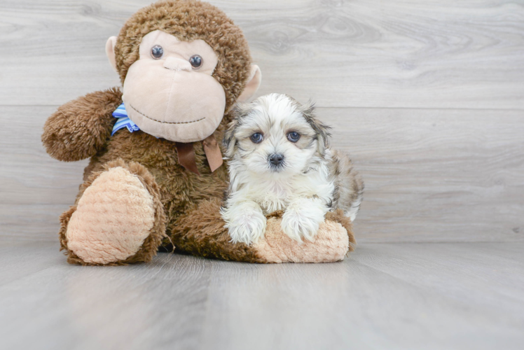 Teddy Bear Pup Being Cute