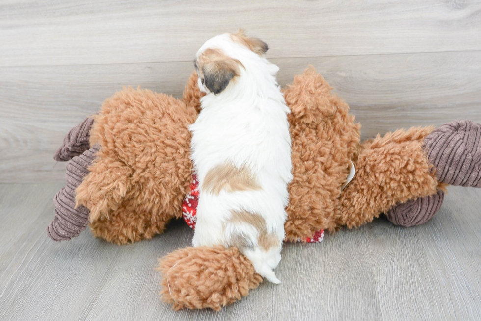 Teddy Bear Pup Being Cute