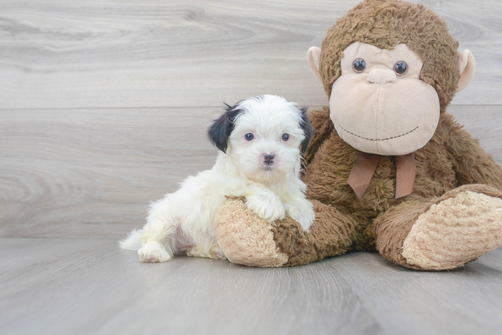 Cute Shitzu Designer Puppy