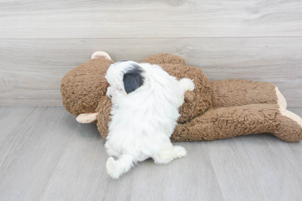Teddy Bear Puppy for Adoption