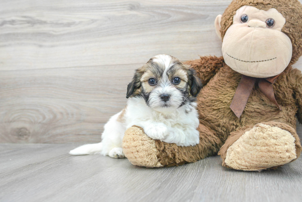 Friendly Teddy Bear Baby