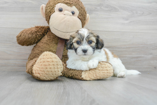 Funny Teddy Bear Designer Pup