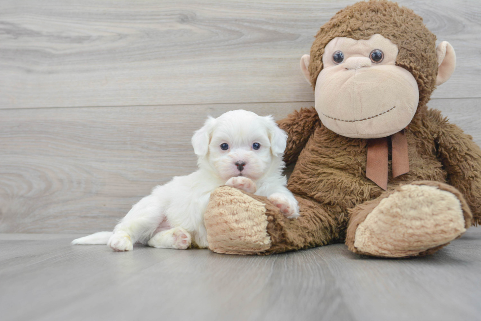 Teddy Bear Pup Being Cute