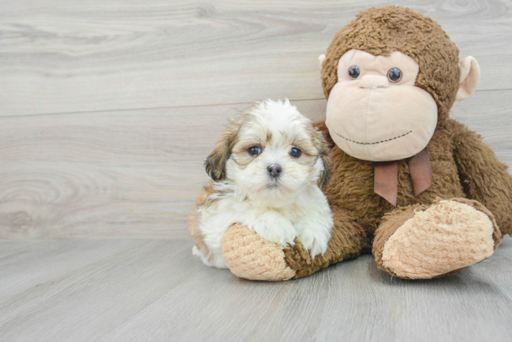 Funny Teddy Bear Designer Pup